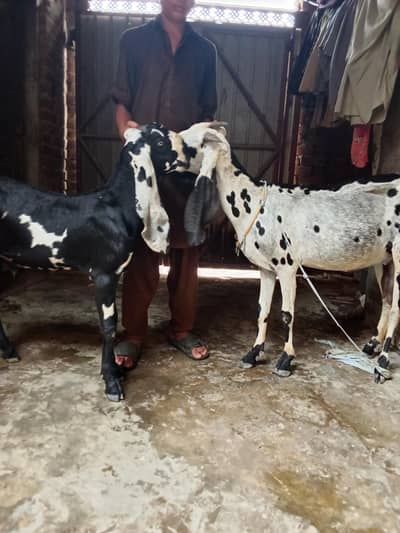 pure black dabba beetal Bakra aur bakri amritsari|goat