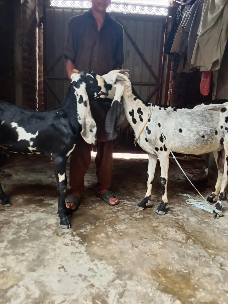 pure black dabba beetal Bakra aur bakri amritsari|goat — photo 2