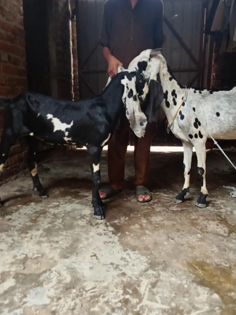 pure black dabba beetal Bakra aur bakri amritsari|goat — photo 3