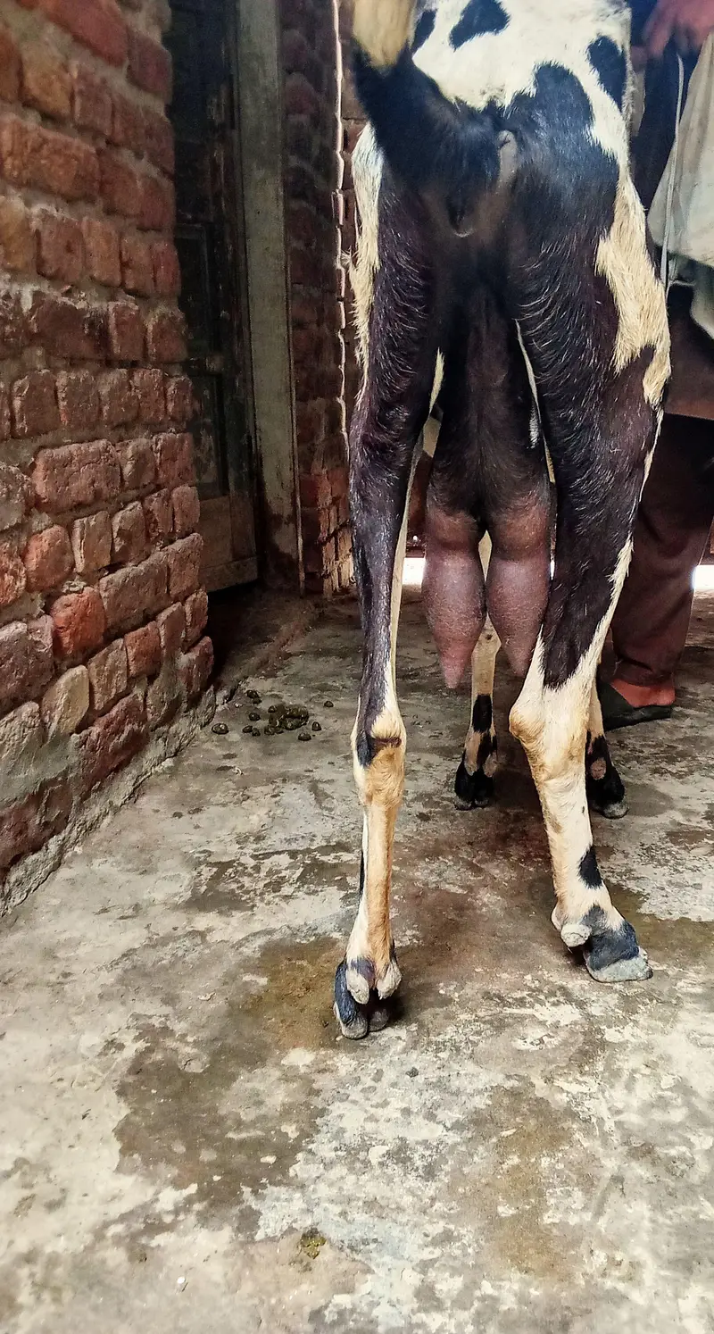 pure black dabba beetal Bakra aur bakri amritsari|goat — photo 4