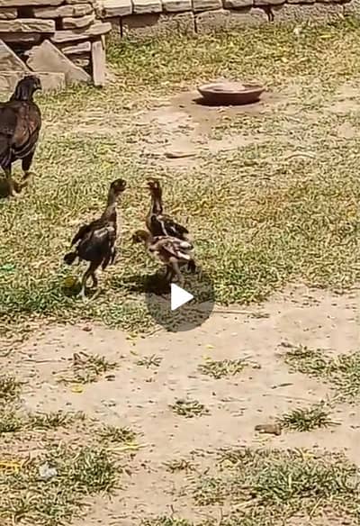 Pure Aseel Mianwali chicks