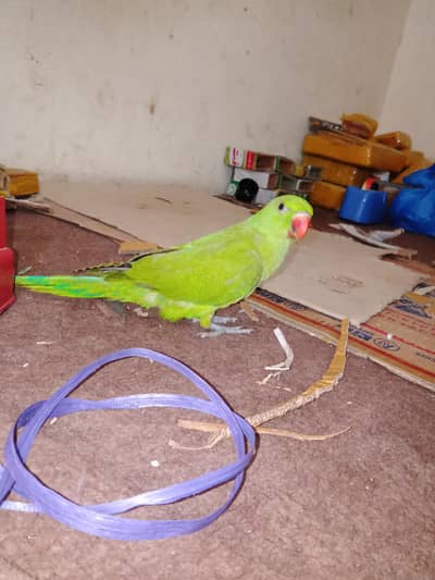 parrot chick