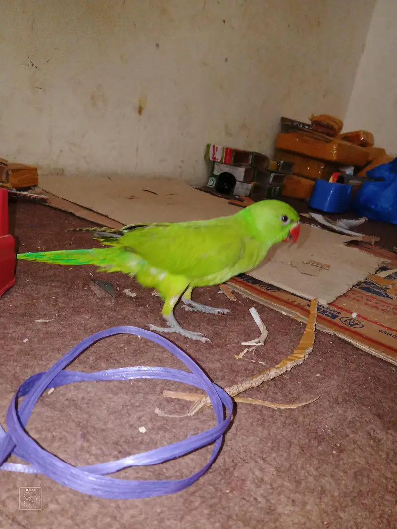 parrot chick — photo 2