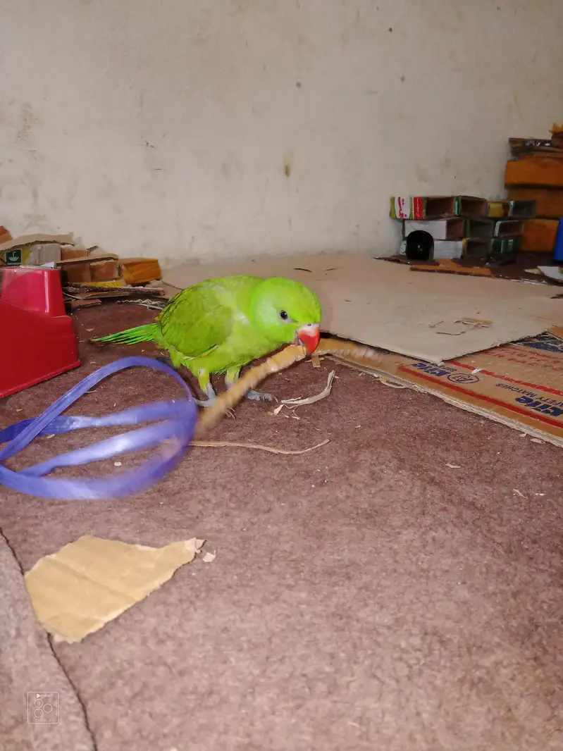 parrot chick — photo 3