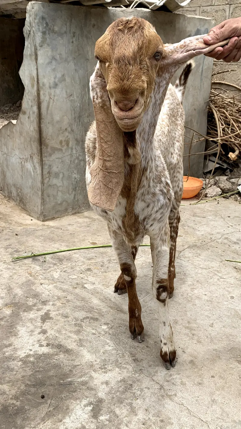 Makkah chinei Bakra — photo 2