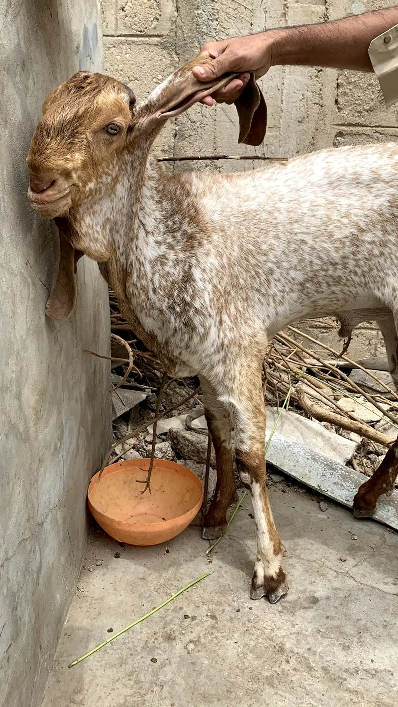 Makkah chinei Bakra — photo 4