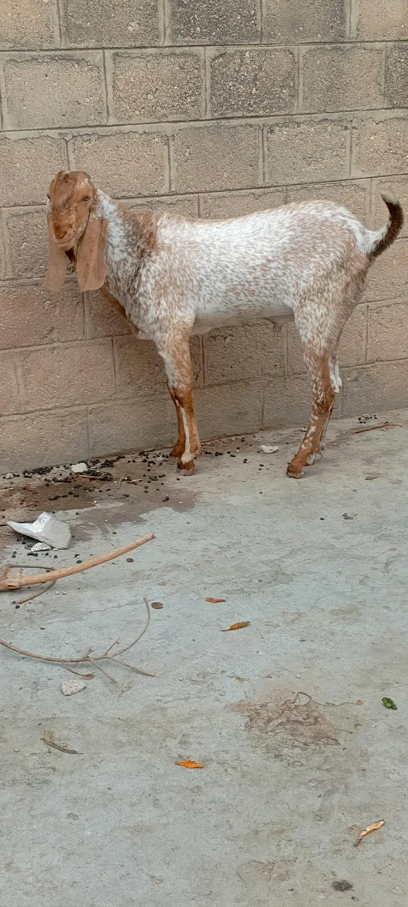 Makkah chinei Bakra — photo 5