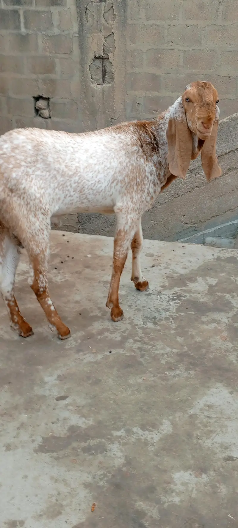 Makkah chinei Bakra — photo 6