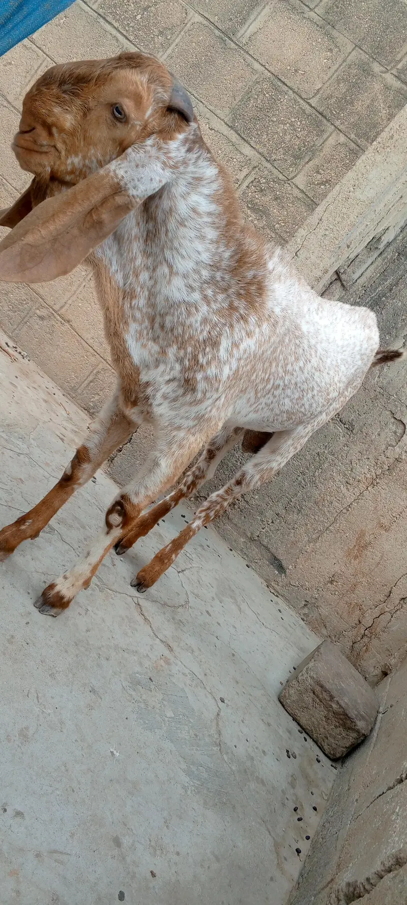 Makkah chinei Bakra — photo 7