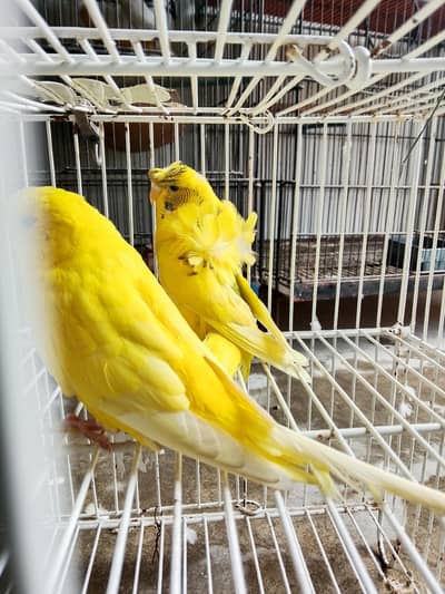 Hogo female with red eyes under size male 1 breed  03009206125