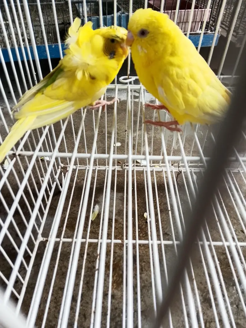 Hogo female with red eyes under size male 1 breed  03009206125 — photo 2