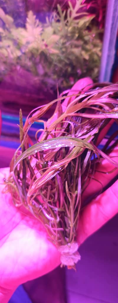 aquarium plants rotala blood red