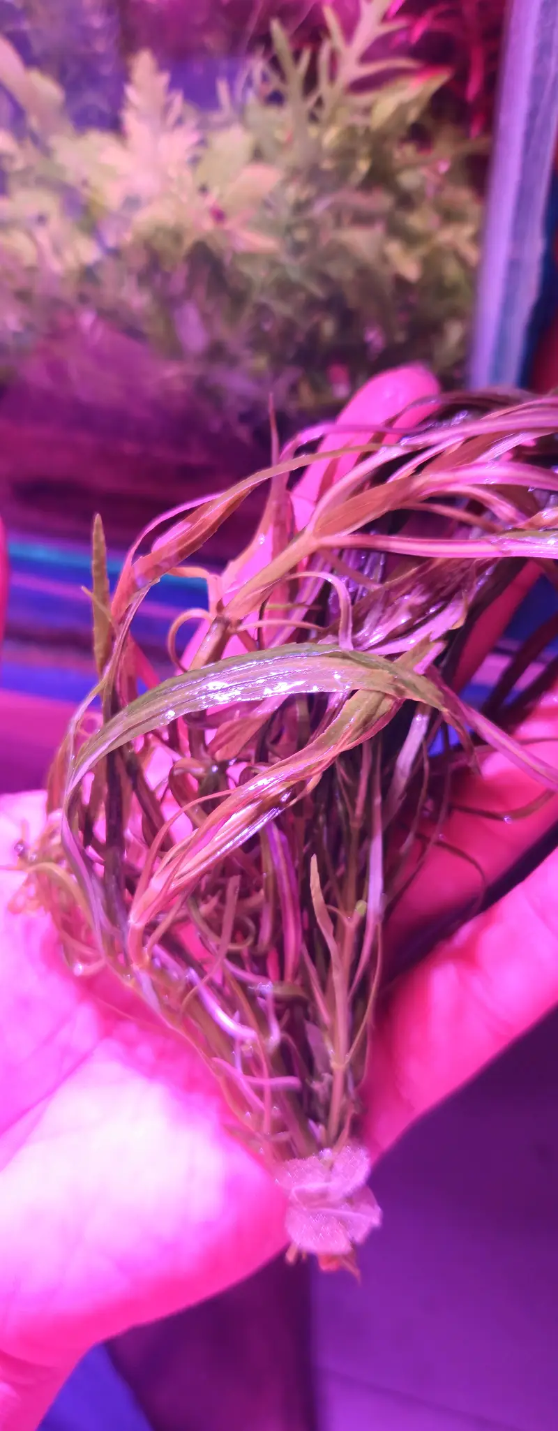 aquarium plants rotala blood red
