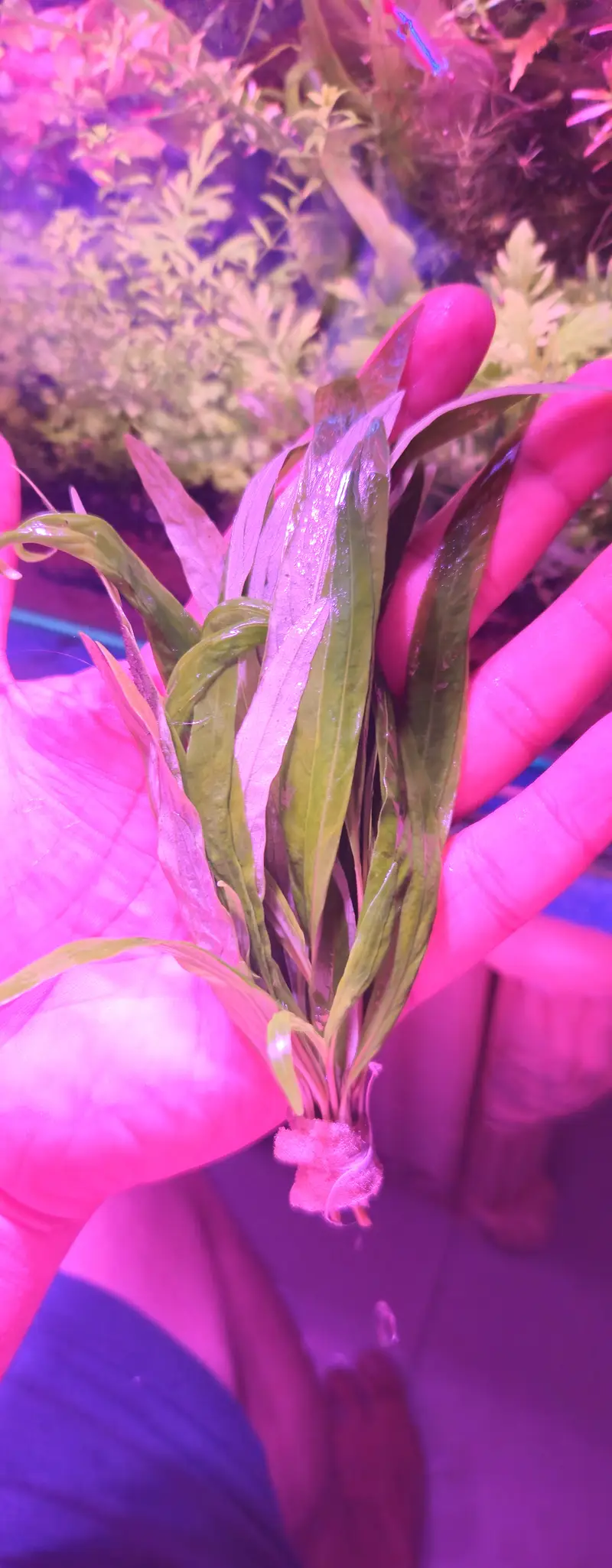 aquarium plants rotala blood red — photo 2