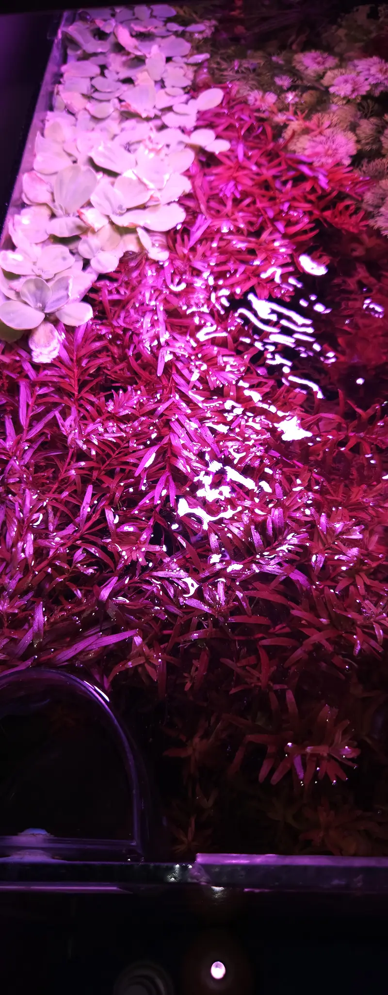 aquarium plants rotala blood red — photo 3