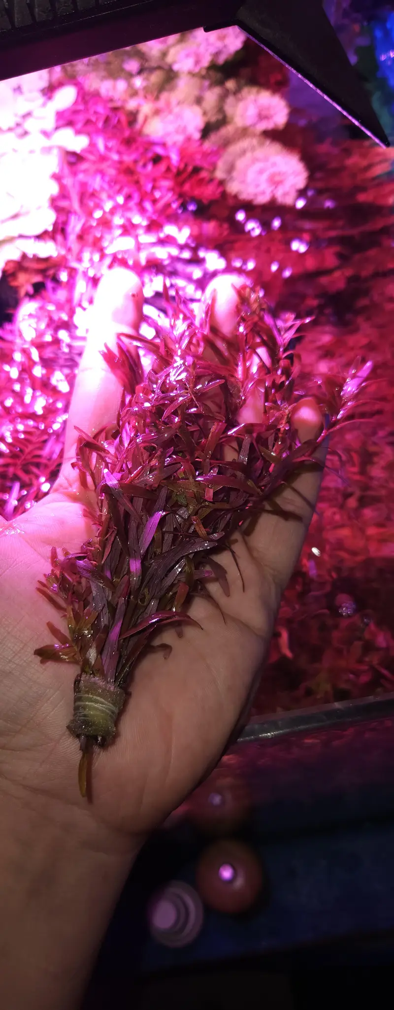 aquarium plants rotala blood red — photo 4