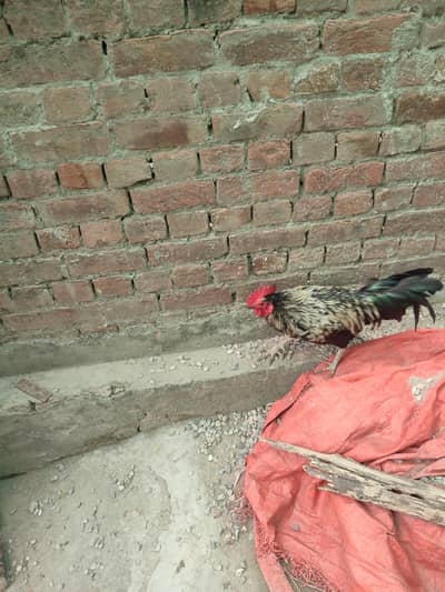 desi murgha for sale