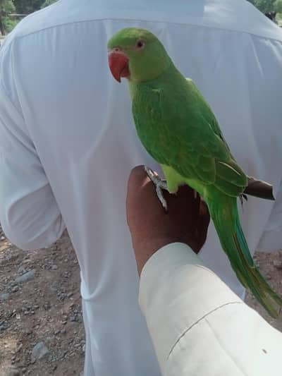 03118835302 Full Hand Tame Friendly Green Ringneck Pathy