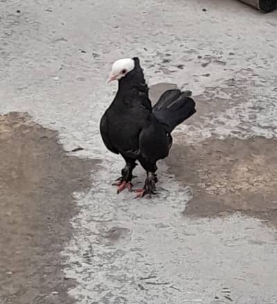 Black Mukhi Breeder Female
