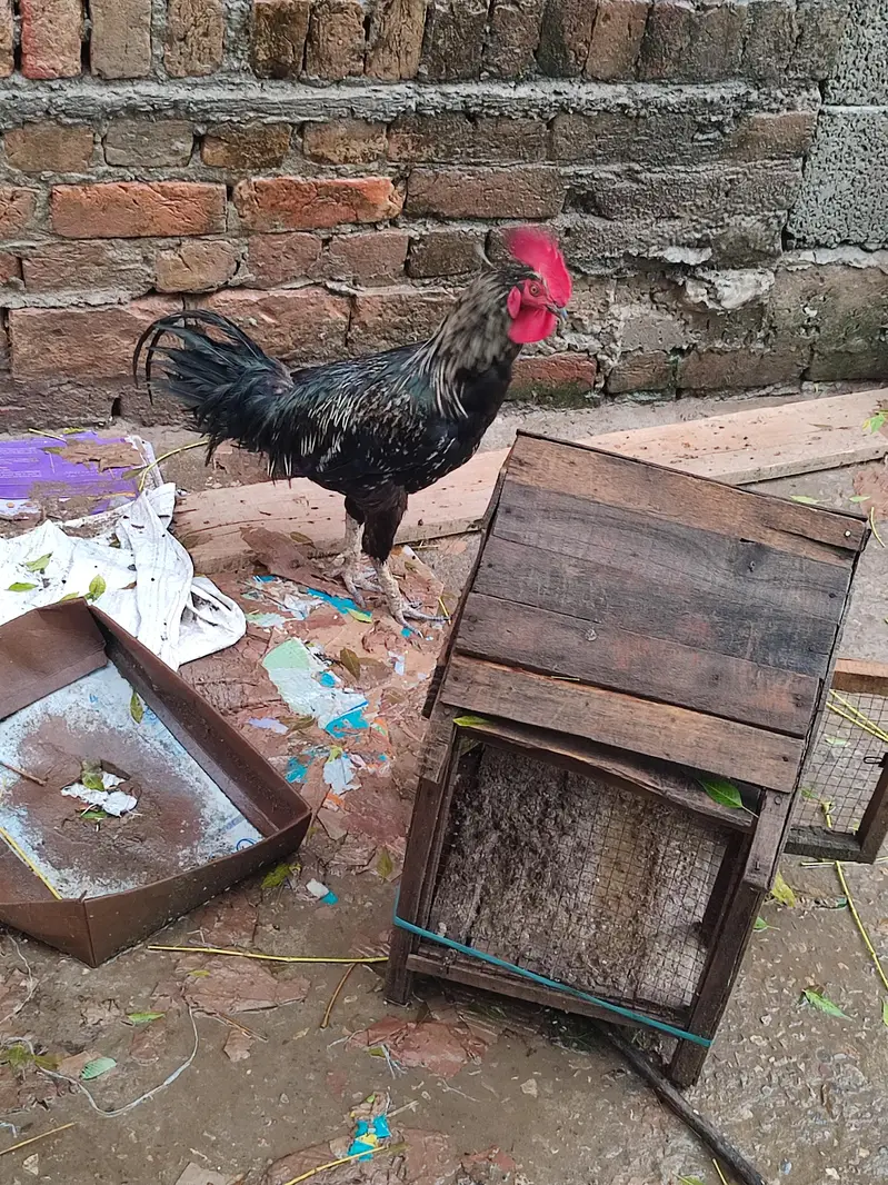 desi murgha for sale — photo 2