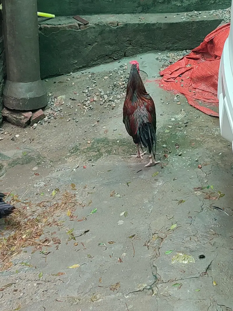 desi murgha for sale — photo 4