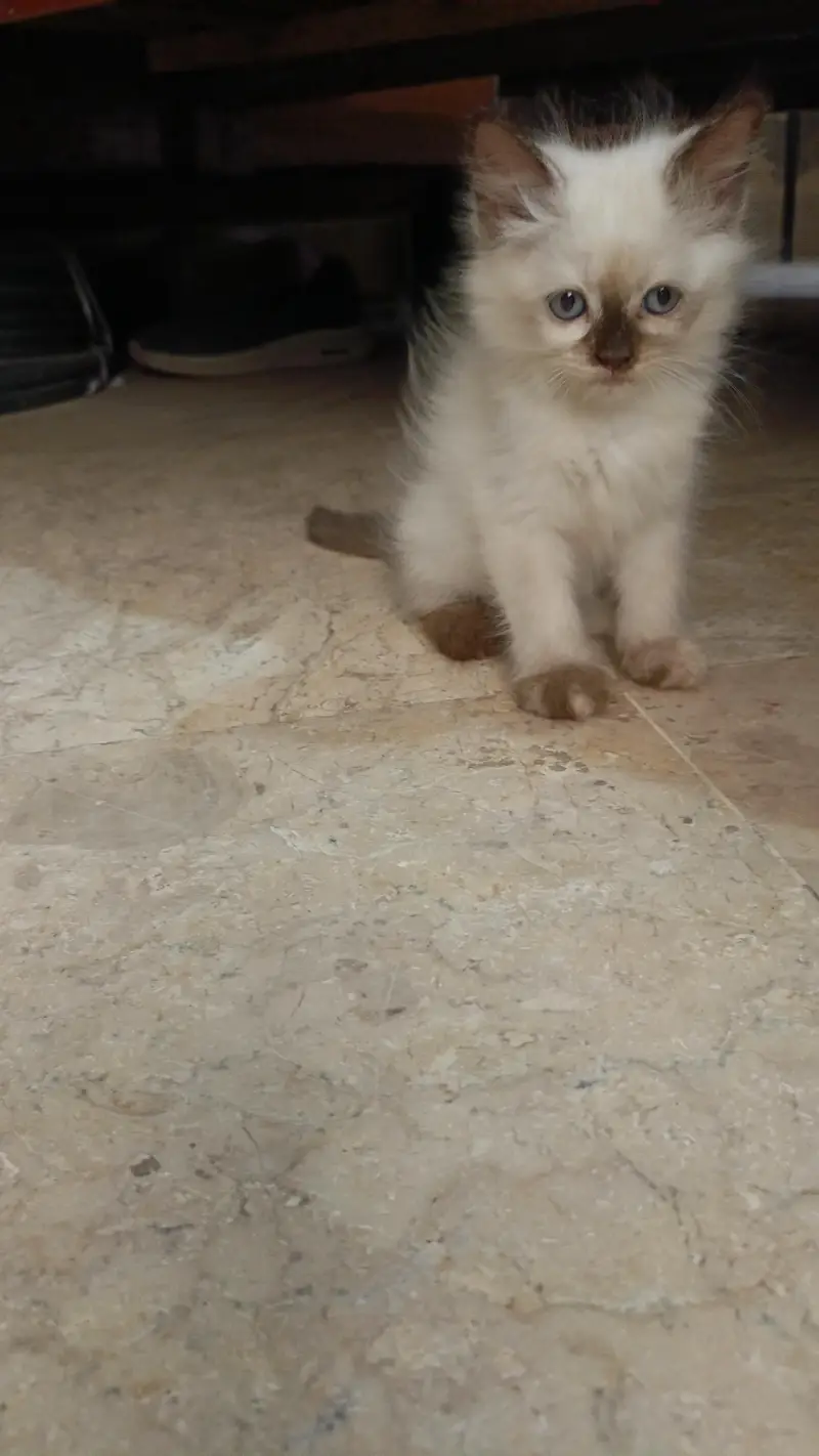 Persian pure breed — photo 3