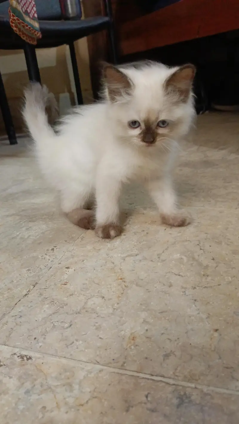 Persian pure breed — photo 4