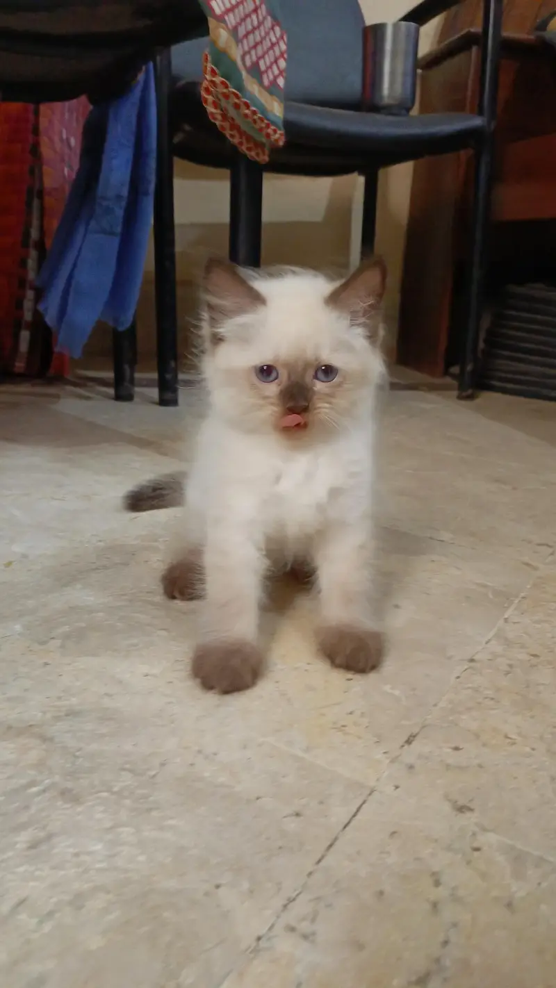Persian pure breed — photo 5