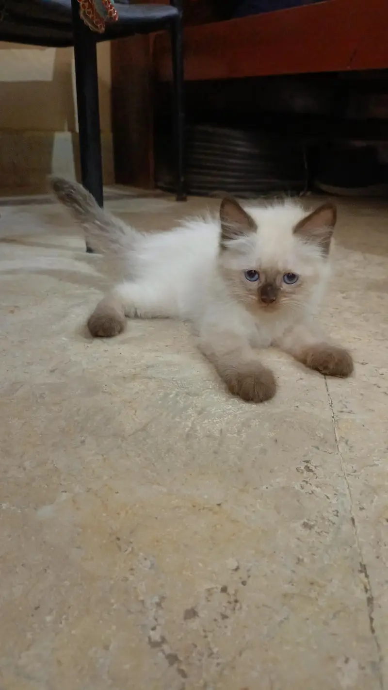 Persian pure breed — photo 6