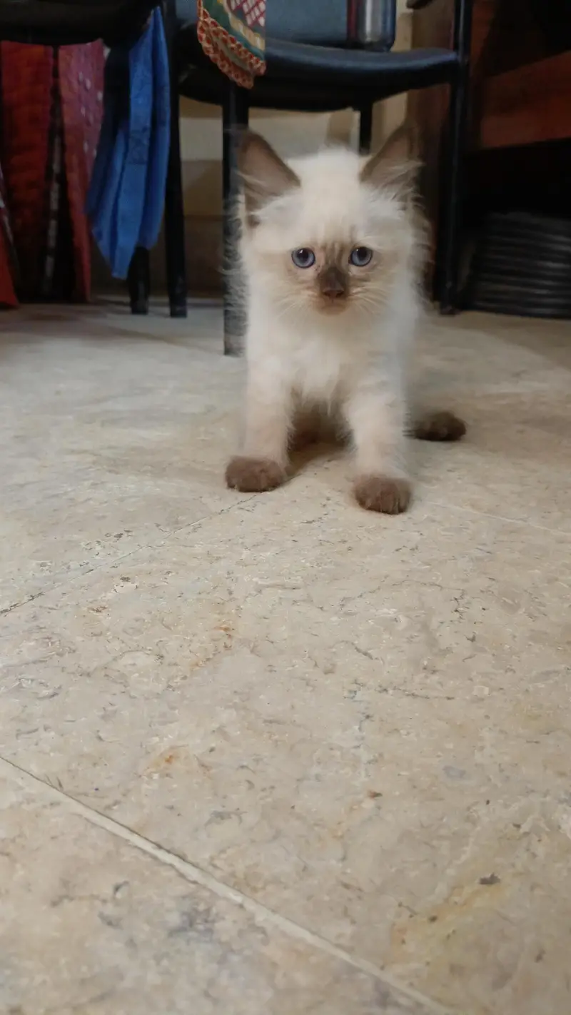 Persian pure breed — photo 7