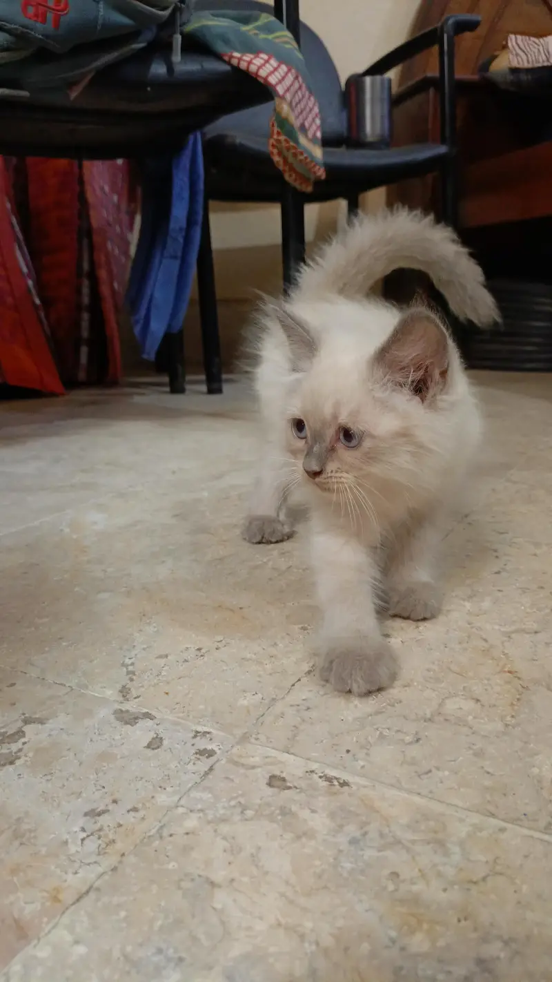 Persian pure breed — photo 8