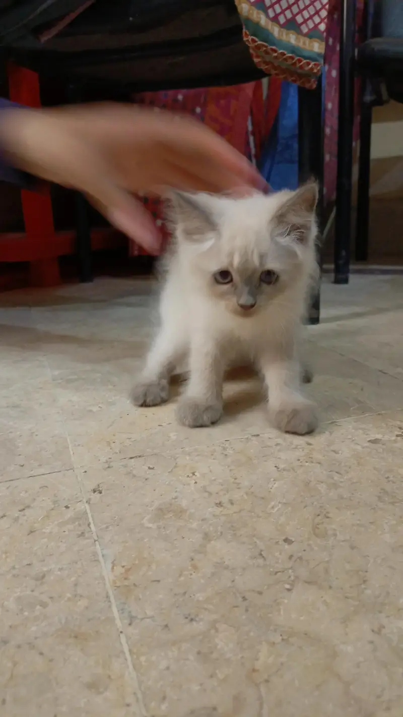 Persian pure breed — photo 9