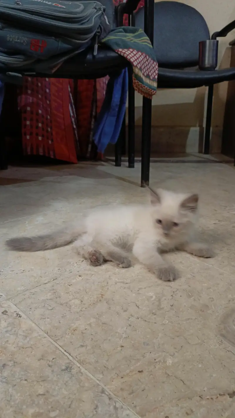 Persian pure breed — photo 10