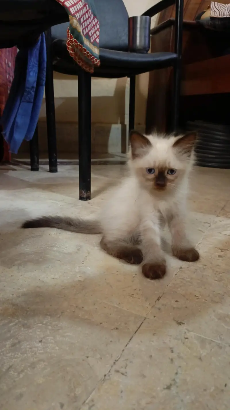 Persian pure breed — photo 11