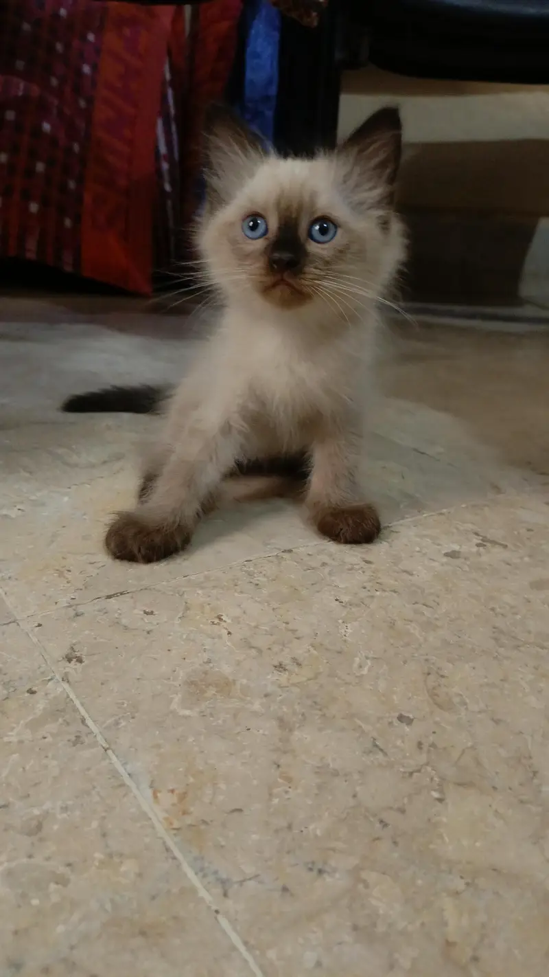 Persian pure breed — photo 12