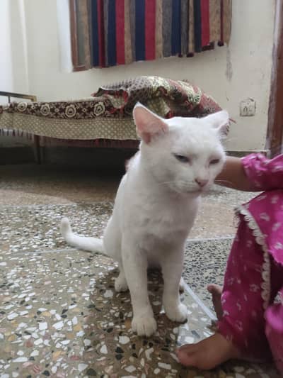 white cat for sale