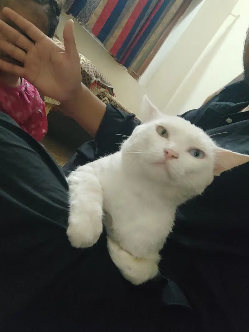 white cat for sale — photo 2