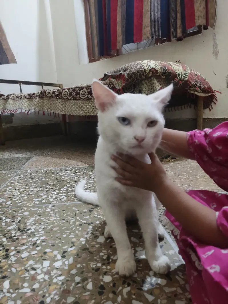white cat for sale — photo 3