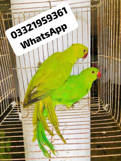 Green ringneck young pair