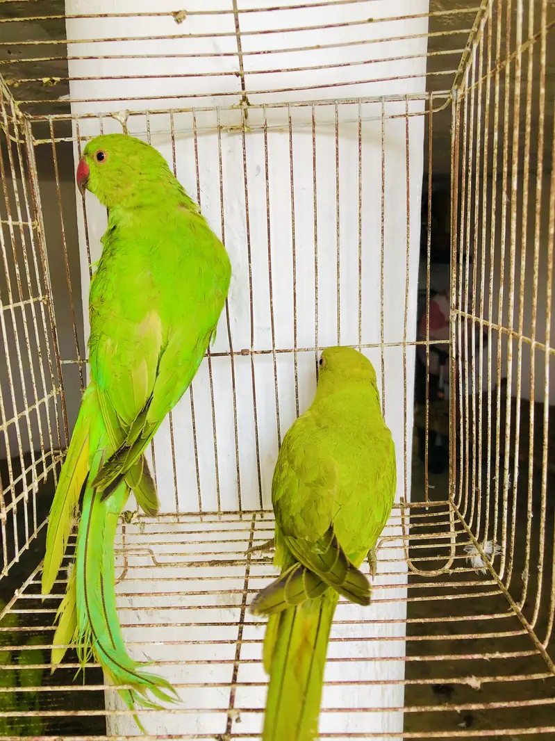 Green ringneck young pair — photo 2
