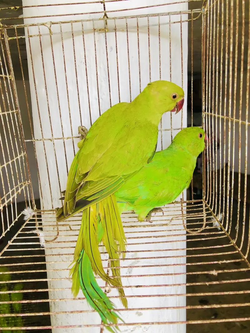 Green ringneck young pair — photo 3