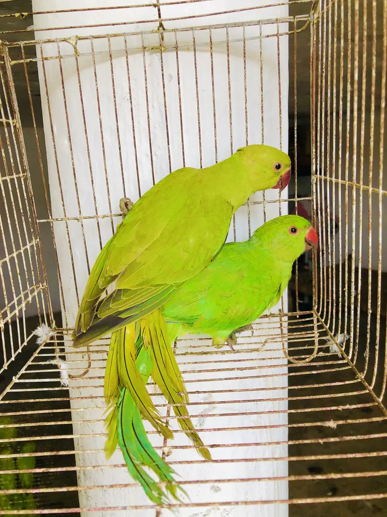 Green ringneck young pair — photo 4