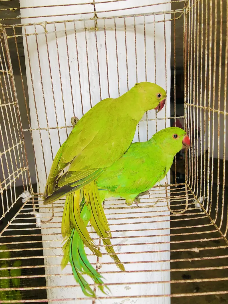 Green ringneck young pair — photo 5