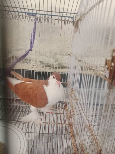 sharazi pigeon