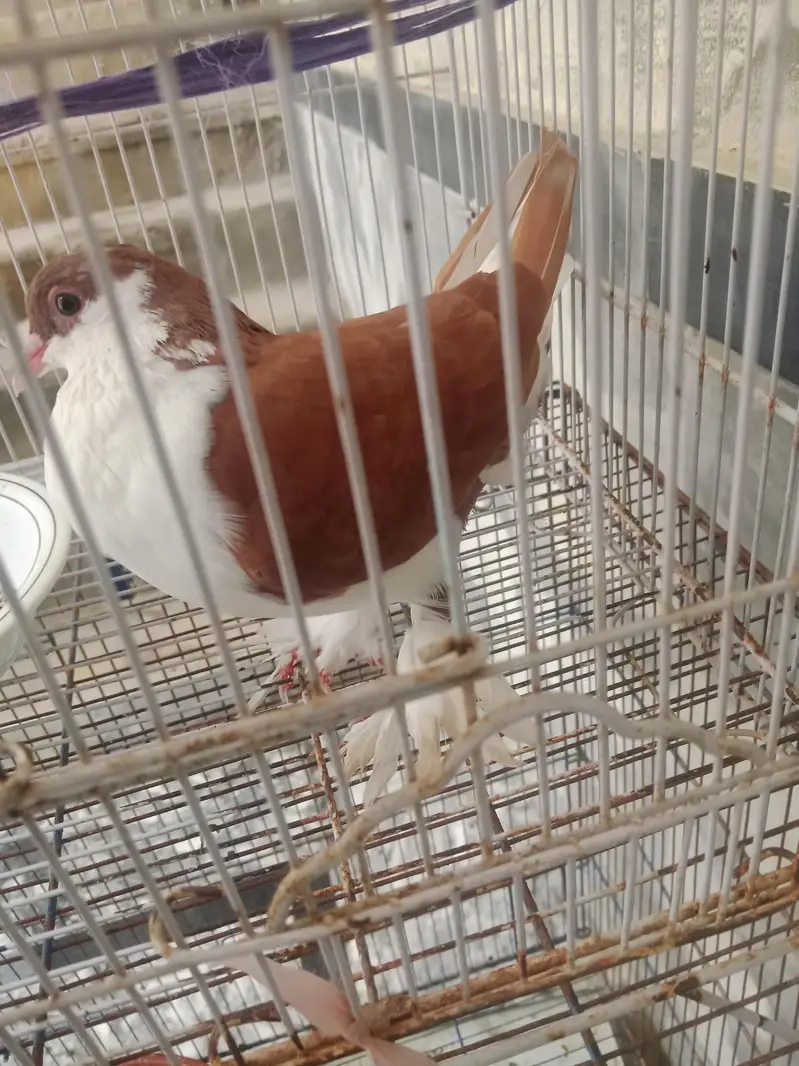 sharazi pigeon — photo 2
