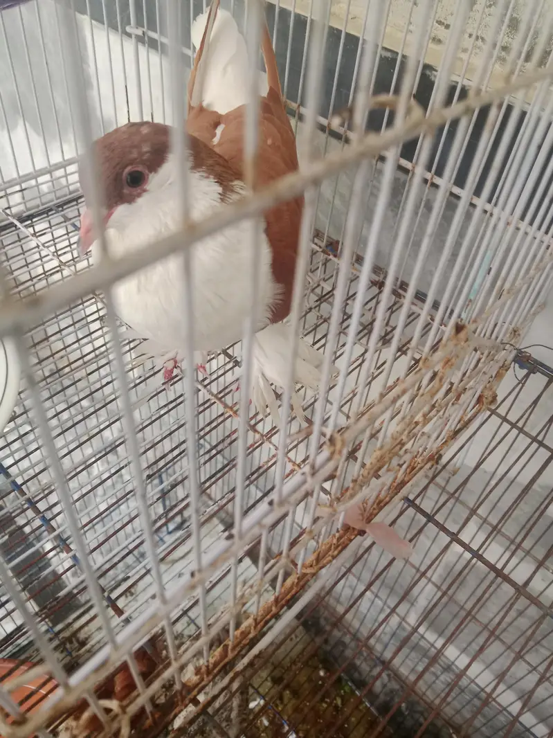 sharazi pigeon — photo 3