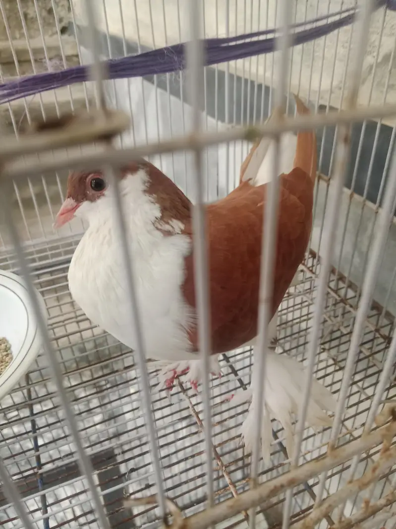 sharazi pigeon — photo 4