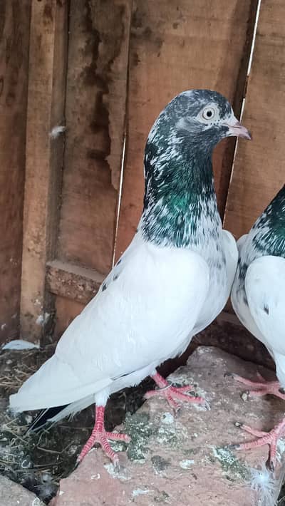 confirm breeder pairs