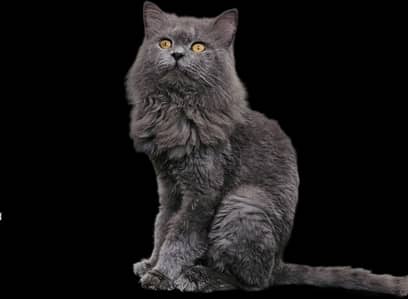 British longhair Neutered