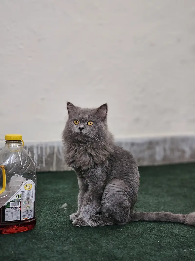 British longhair Neutered — photo 2